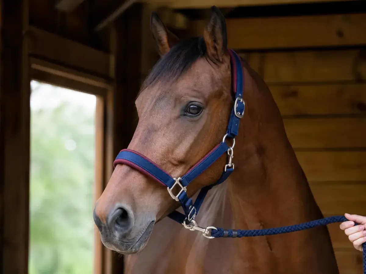 Halters & lead equipment — Fleece-padded webbing halter set