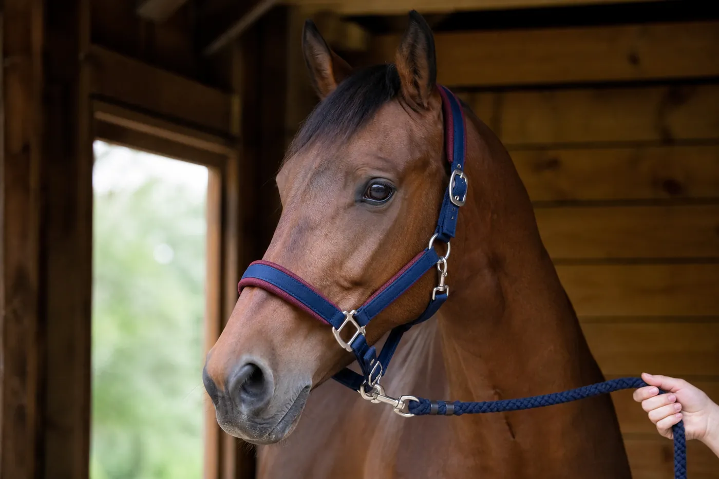 Unbranded horse halter and lead equipment