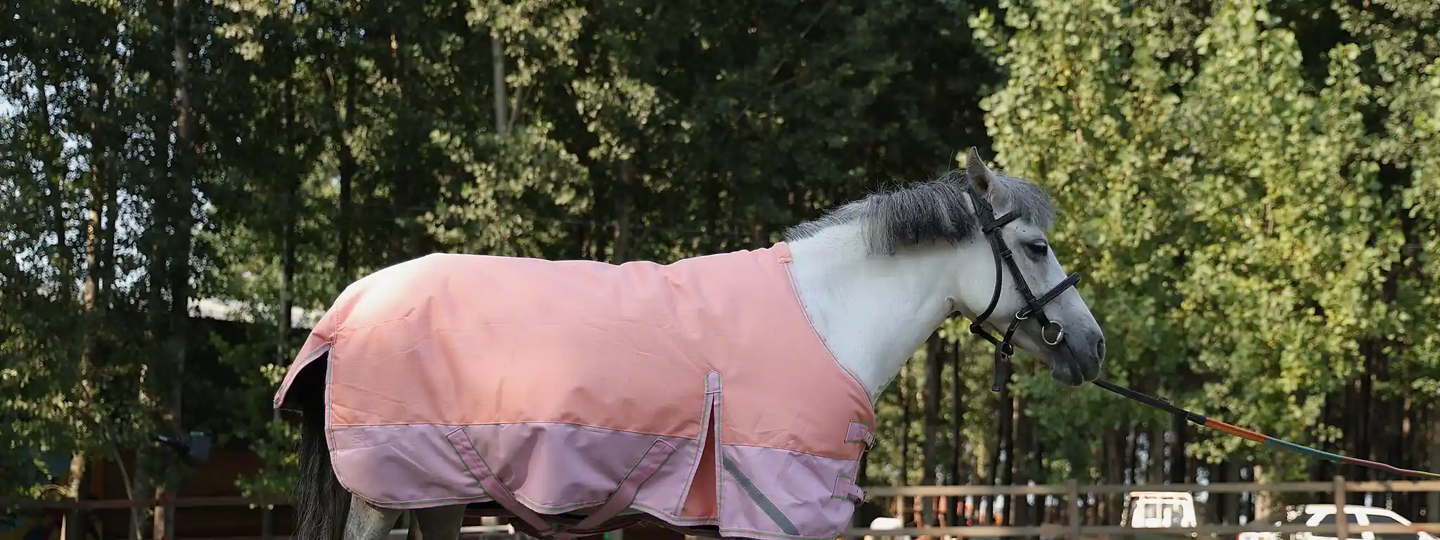 Pony wearing a two-tone rug in a well-kept paddock