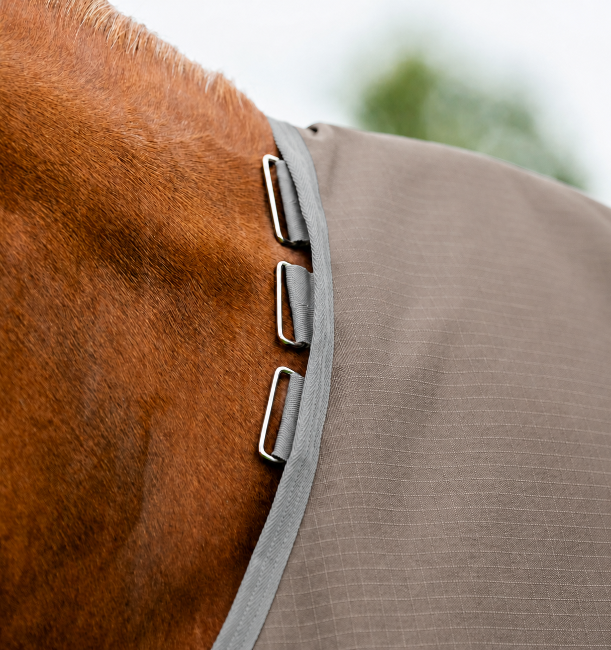 Horse rug neck closure and metal hardware detail