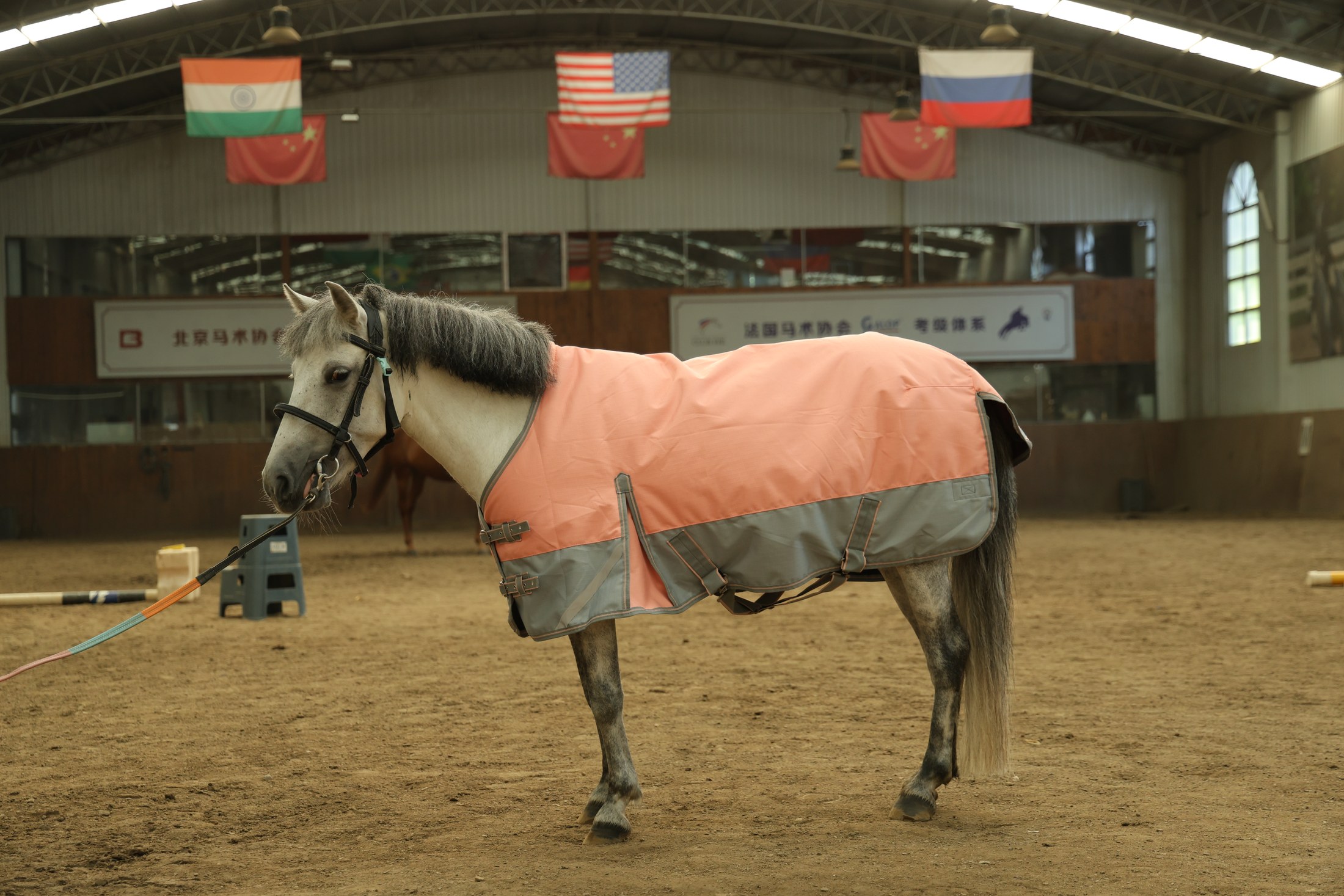 Pony Rugs manufactured and developed by Gugoo